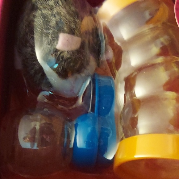 Pet Guinea Pig Set - "Our Generation" brand accessory - Picture 2 of 5